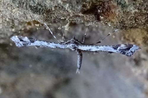 Amblyptilia sp.